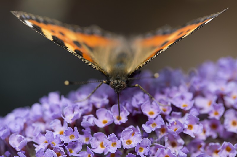 Small tortoiseshell - BUTTERFLIES