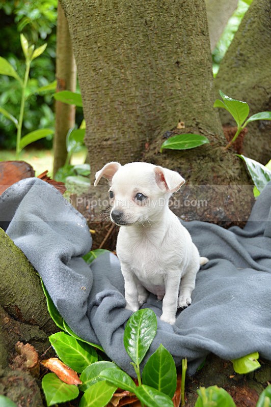  - Chihuahuas