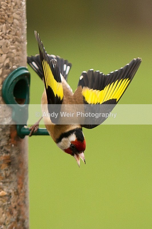 20120218-_MG_8853 - Goldfinch
