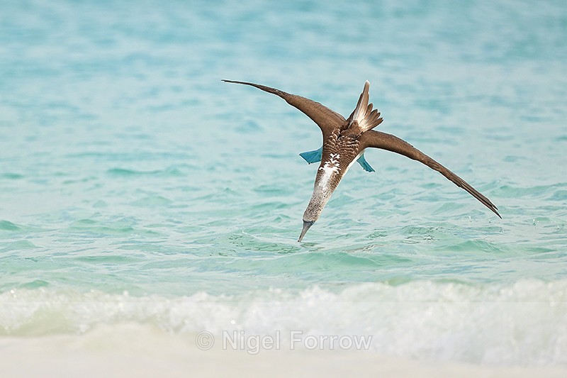 Blue-footed Booby dive entry into sea, Espanola, Galapagos - Blue-footed Booby
