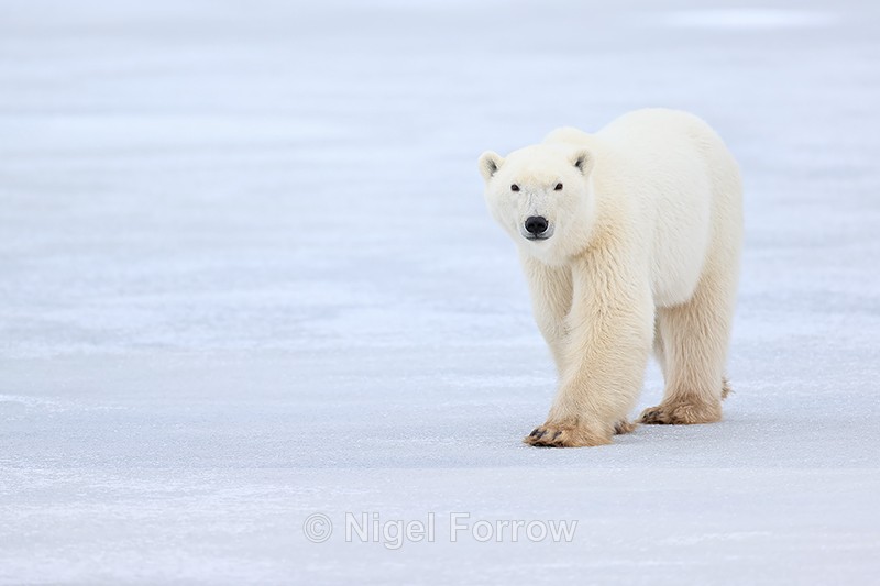 Polar Bear on frozen lake, Churchill, Canada - Polar Bear