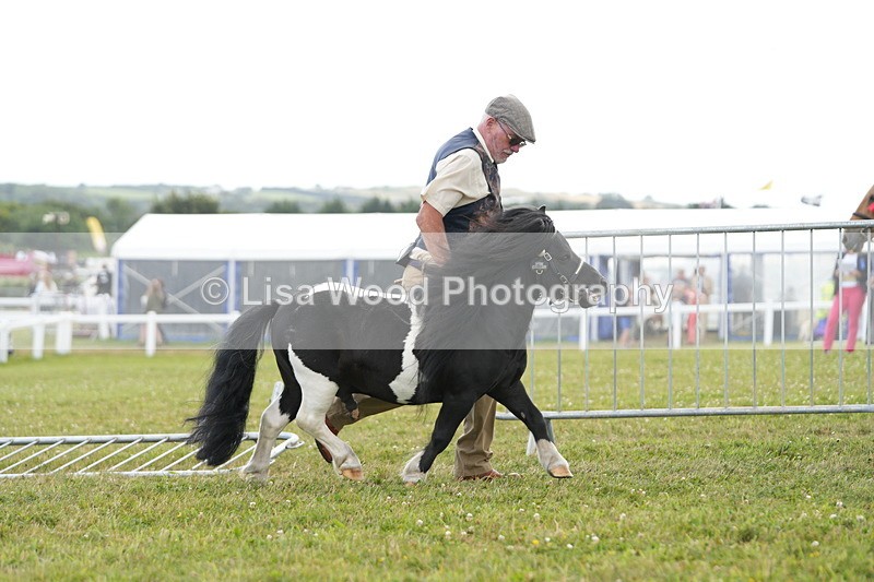DSC06858 - Class 60: Coloured Pony 4yrs & over