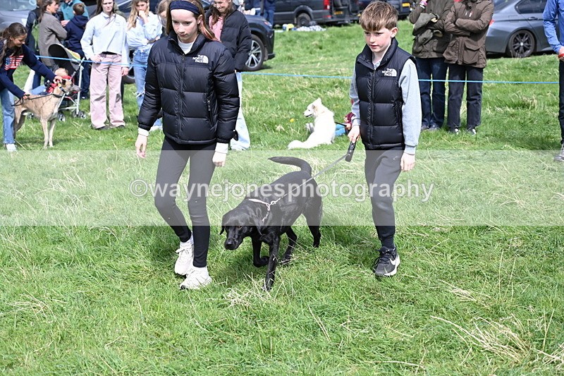 WJ6_9036 - Class 8 Best Working / Gun Dog or Bitch