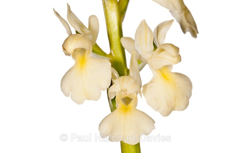  - WB: Orchids - Various