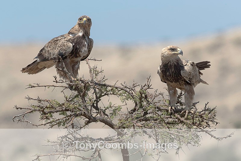 Tawny Eagle - Lewa ~ Birds