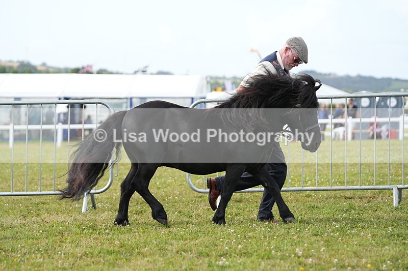 DSC05293 - Class 49: NPS Shetland 4 years and over
