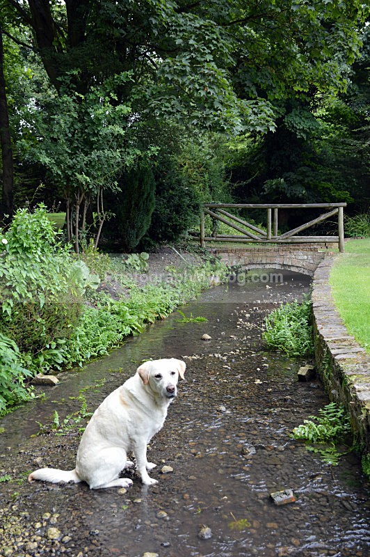  - Yellow and Black Labradors