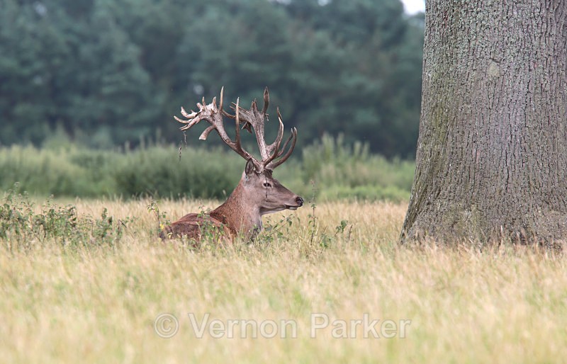 Red Deer  4 - Wildlife