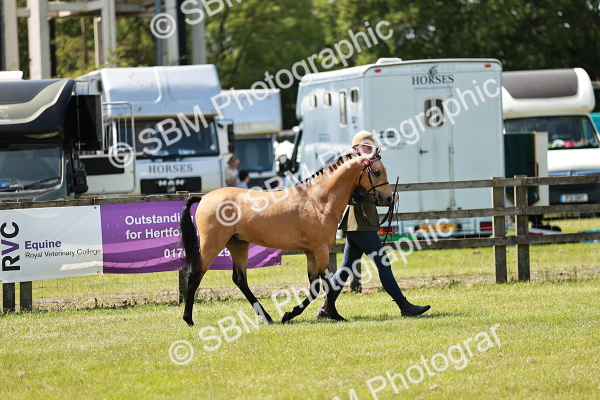 SBM_05557 - Class 41-45 - Riding Pony-Hunter Pony Breeding