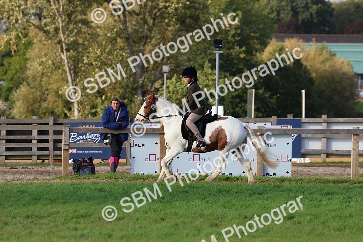 SBM_52563 - S13 - Pony Club Pony