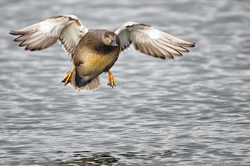 Gadwall (Anas strepera) male landing - ARPS Panel
