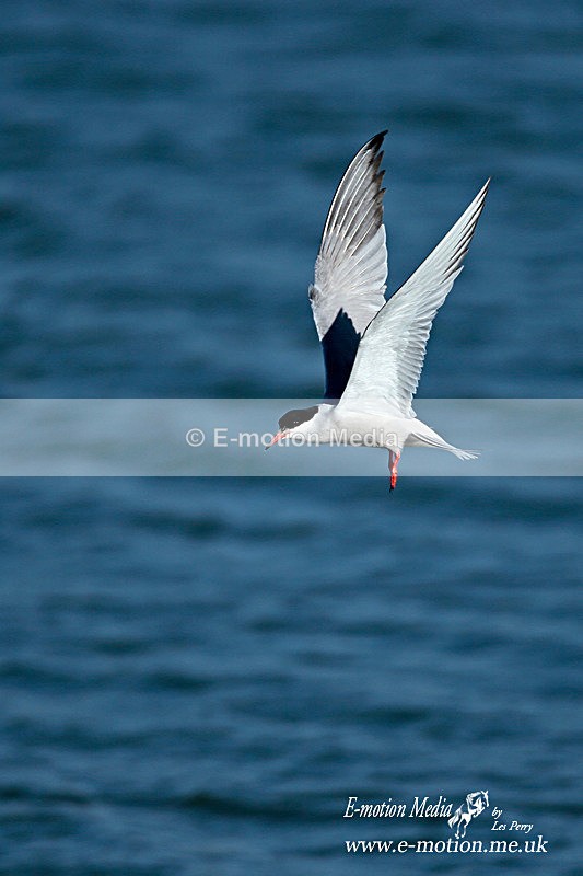 Common Tern 080613 9 - Nature
