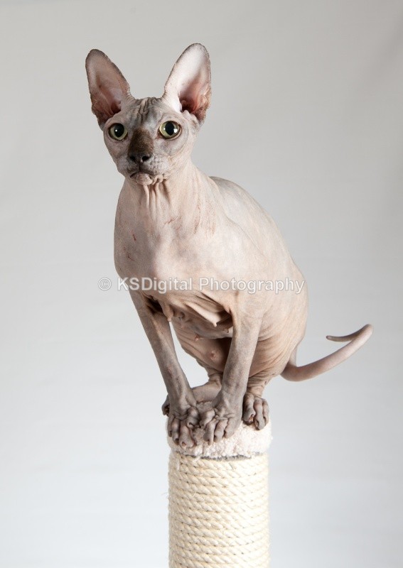  - Misfits Sphynx