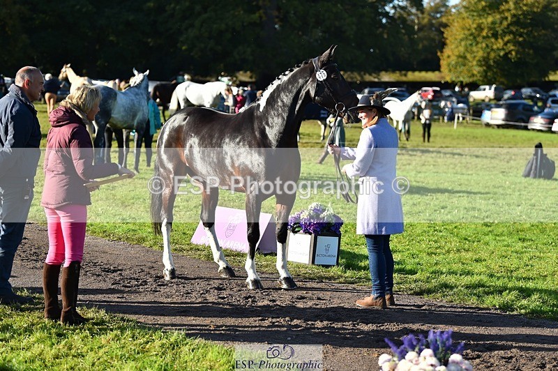 231022-100050-22179 - 475-ANDY.MAC-Hannah.COLMER-TrotUp+SJ