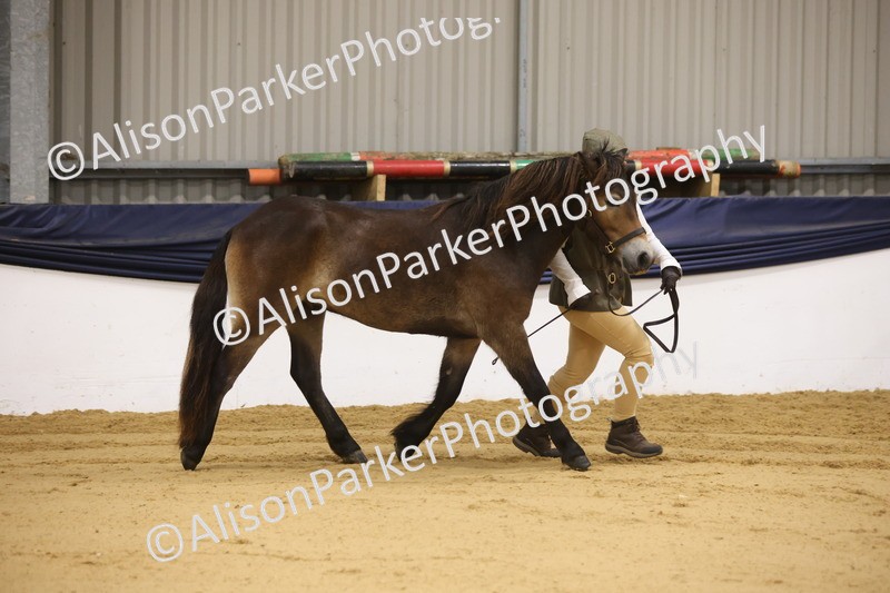 20260913-1048 - Class 109 - Bred On Exmoor In Hand