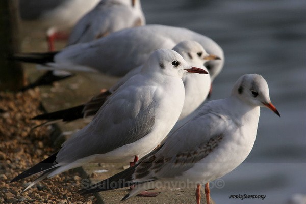 Day Dreaming - Wildlife Wildlife