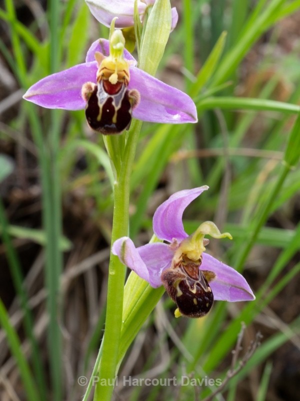 Bee Orchid (Ophrys apifera)  - Wild Orchids - 1