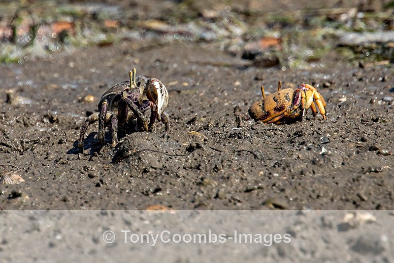 Fiddler Crab - Morocco