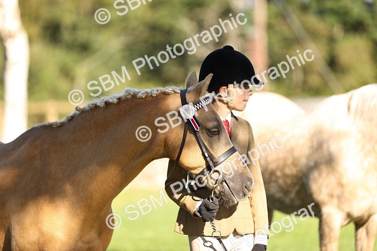 SBM_15887 - S1 - TSR in Hand Horse & Pony Showing
