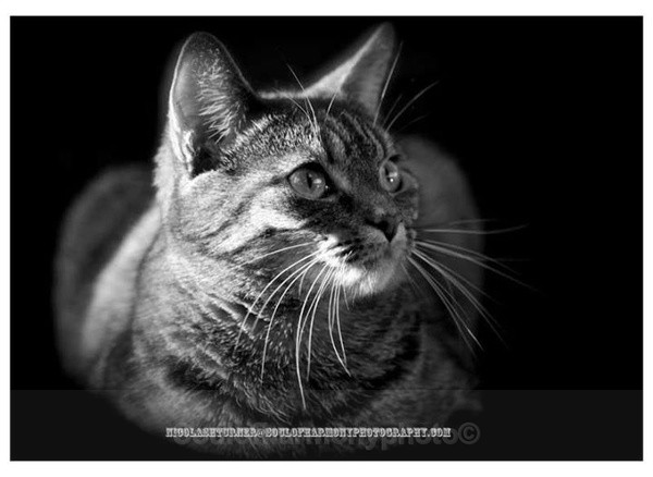  - Captured Wild life/Domestic/ livestock Animals