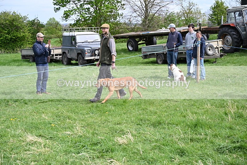 WJ6_8815 - Class 8 Best Working / Gun Dog or Bitch