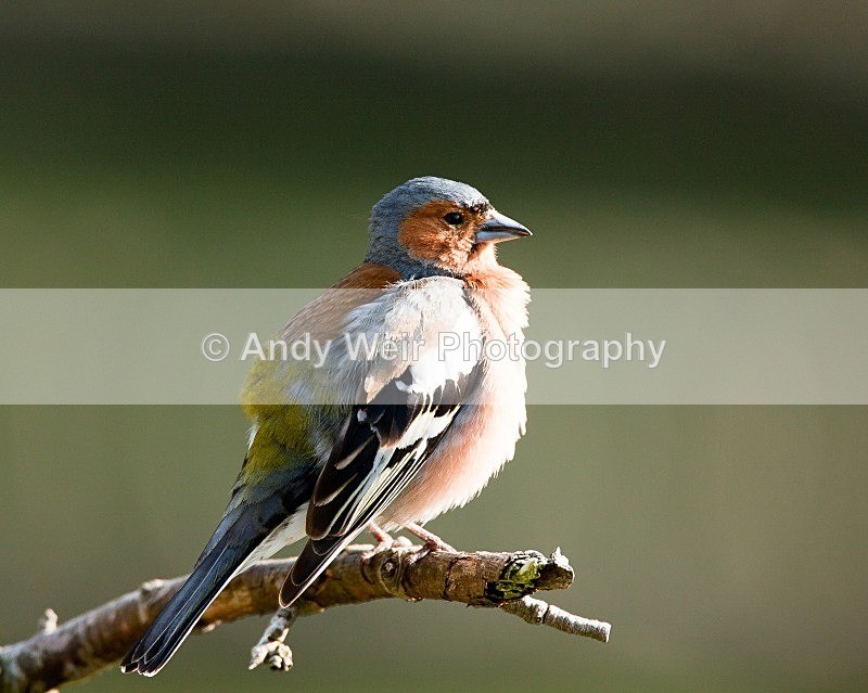 20090524-258 - Chaffinch