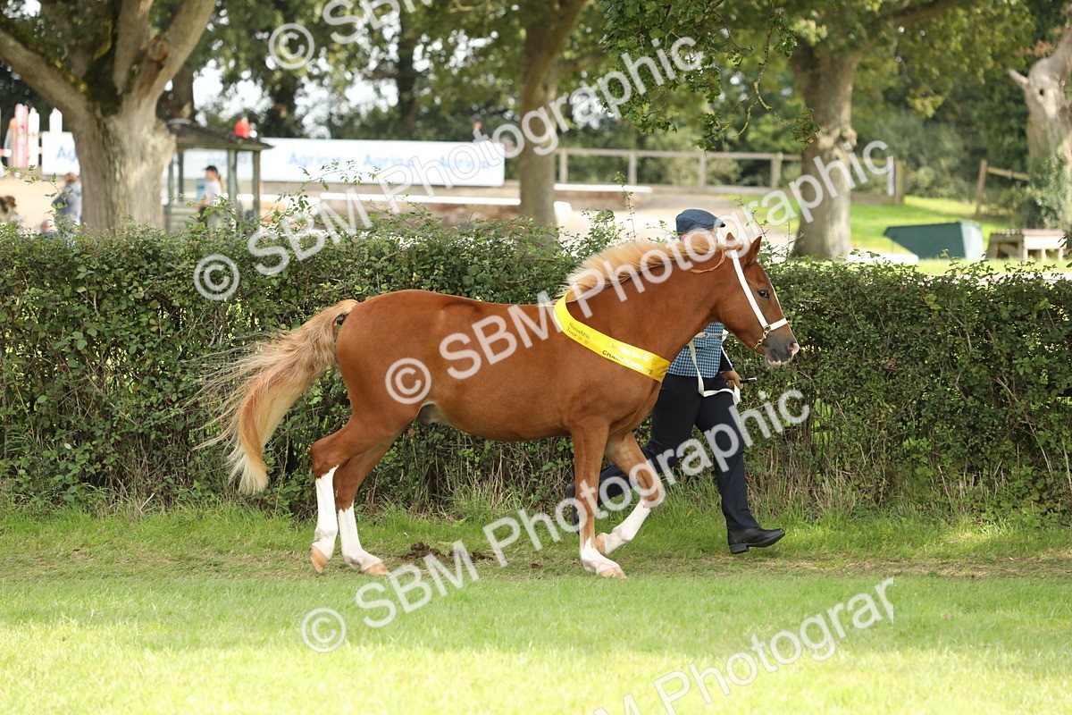 SBM_66269 - In Hand Pony & Youngstock Supreme Championship