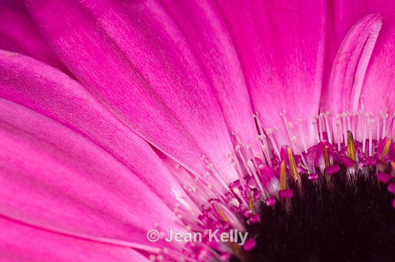 Flower - 2599 - Pink