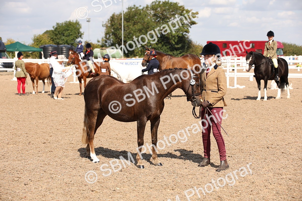SBM_03050 - Class 17 Prettiest Mare IH or Ridden