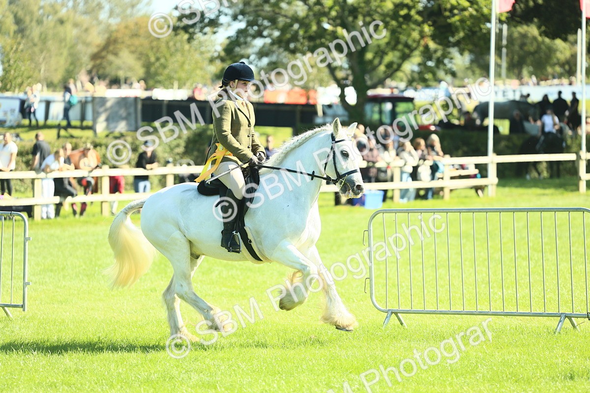 SBM_39107 - S29 - Novice & Newcomers Working Hunter Pony