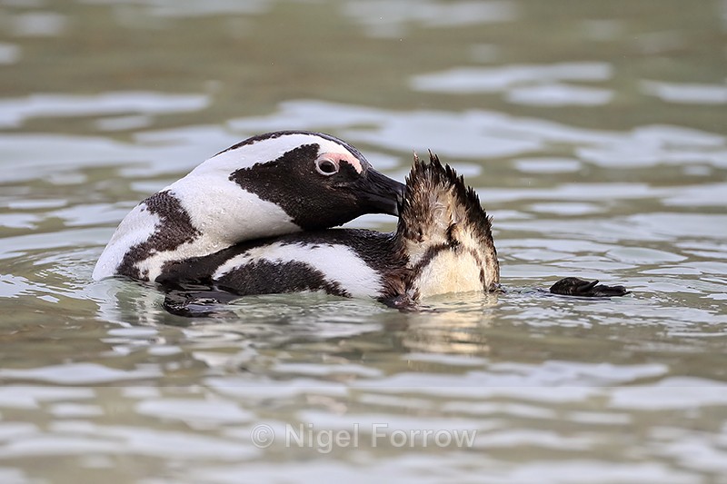 African Penguin preening in sea, Boulders Beach, South Africa - African Penguin