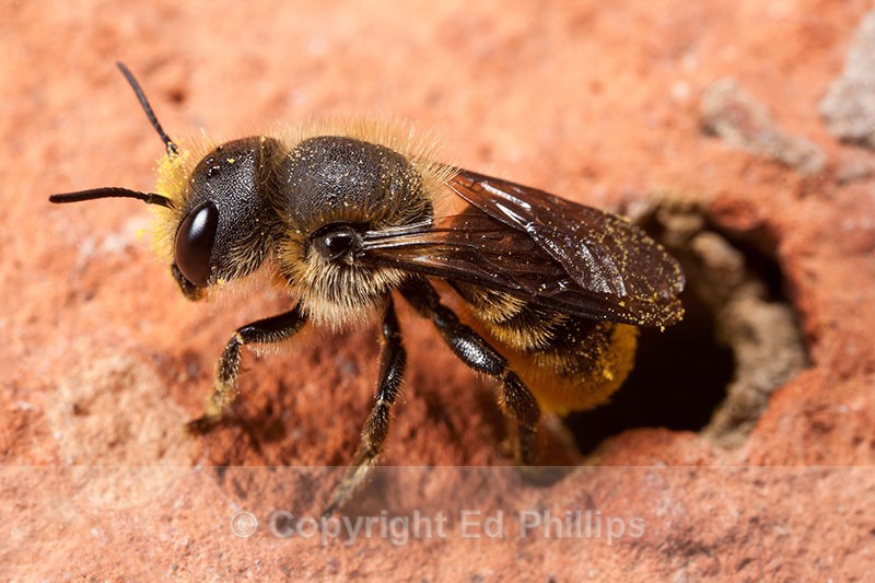 O. leaiana (f) - Osmia leaiana