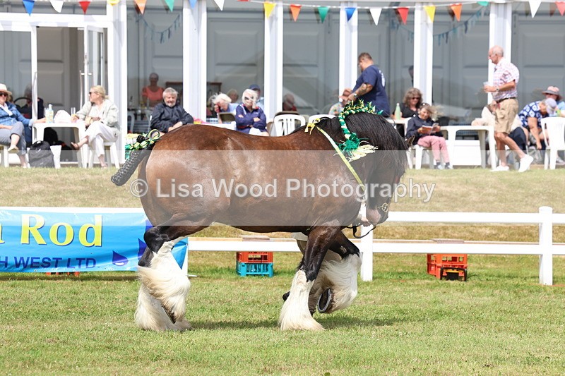 3E7A0758 - Class 7: Heavy Horse In Hand