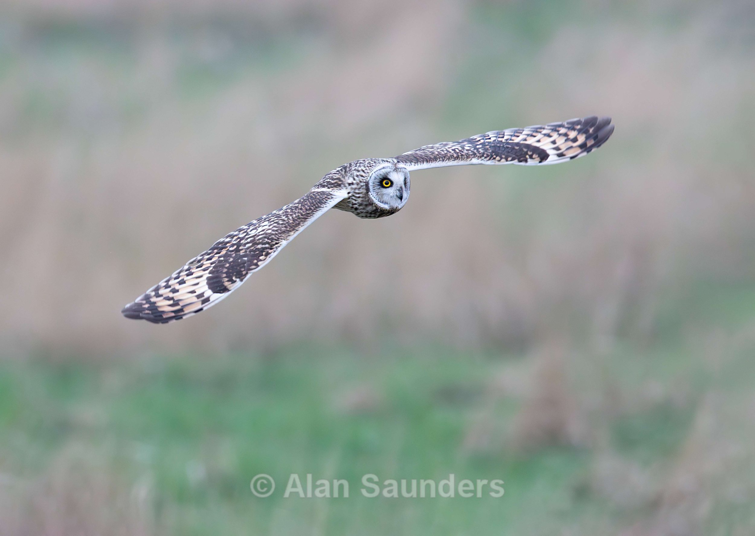Short Eared Owl