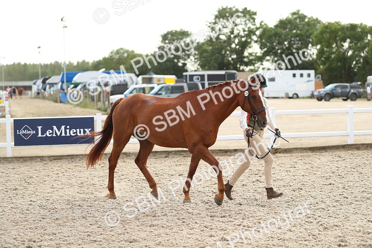 SBM_08551 - Class 28 - IH Veteran Horse