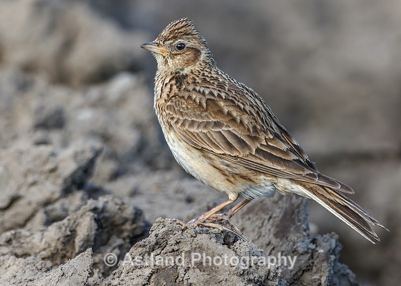Astland Photography, Bird and Wildlife Images, Susan and Peter Wilson, U.K.
