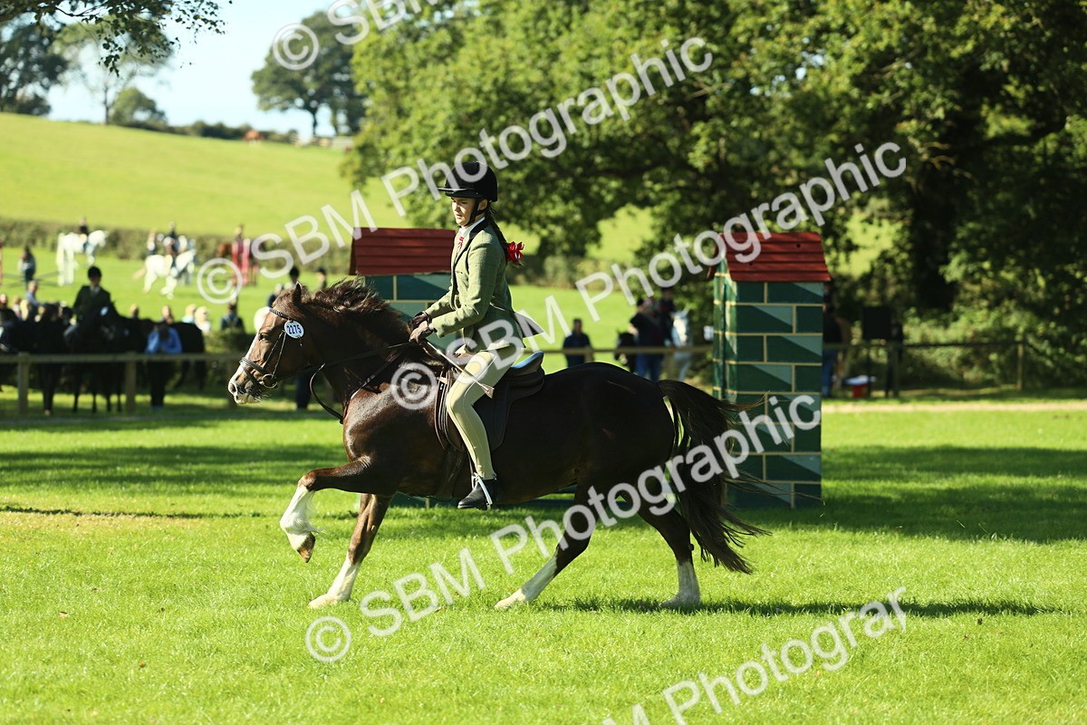 SBM_37467 - S29 - Novice & Newcomers Working Hunter Pony