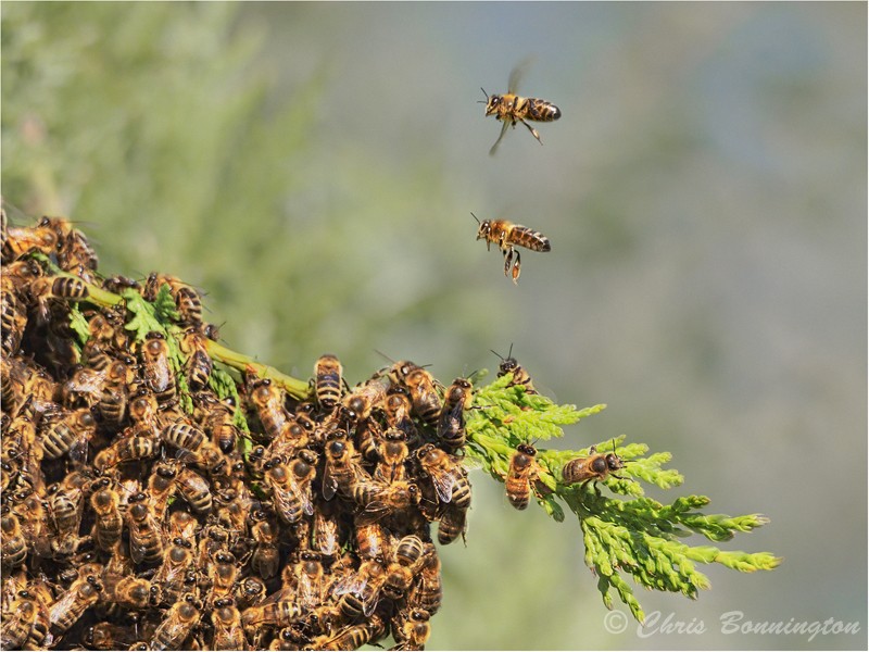 Swarm comings and goings - Wee Beasties