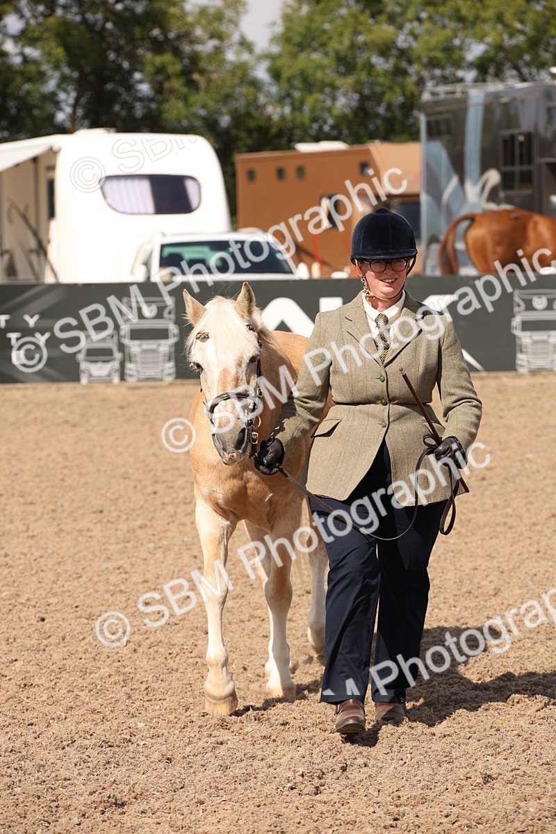 SBM_03387 - Class 18 Handsomest Gelding (IH or Ridden)