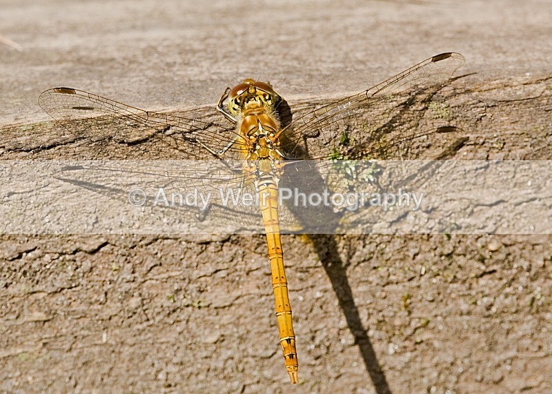 20080810- 009 - Dragonflies & Damselflies