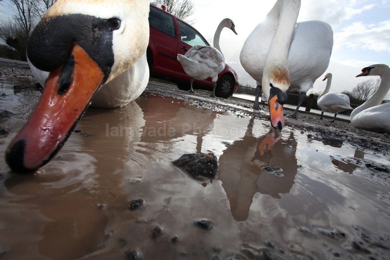 Urban swans wide angle photography_00453 - Birds, swans and gulls