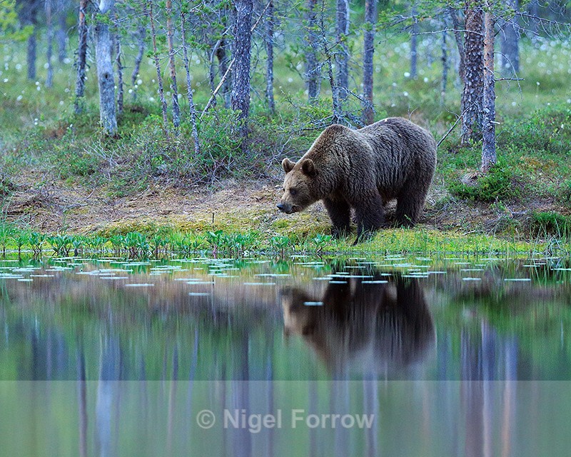 Brown Bear reflection at Martinselkonen - Brown Bear