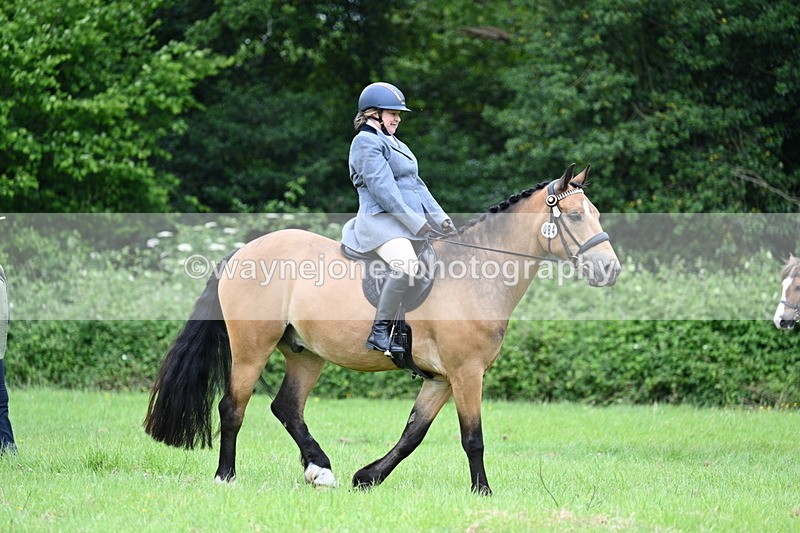 WJ7_3990 - Class 14A Handsome Gelding