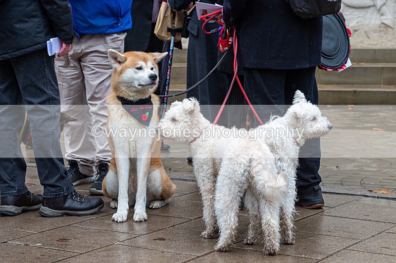 NGP_7056 - Animals In War Memorial - 10-11-23