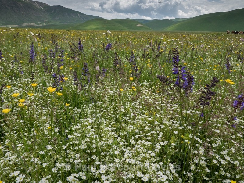 PianoGrande flowers including yellow buttercups (Ranunculus sp), white stitchwort (Stellaria holostea) and blue meadow clary (Salvia pratense). - Flowers in the Landscape - 2