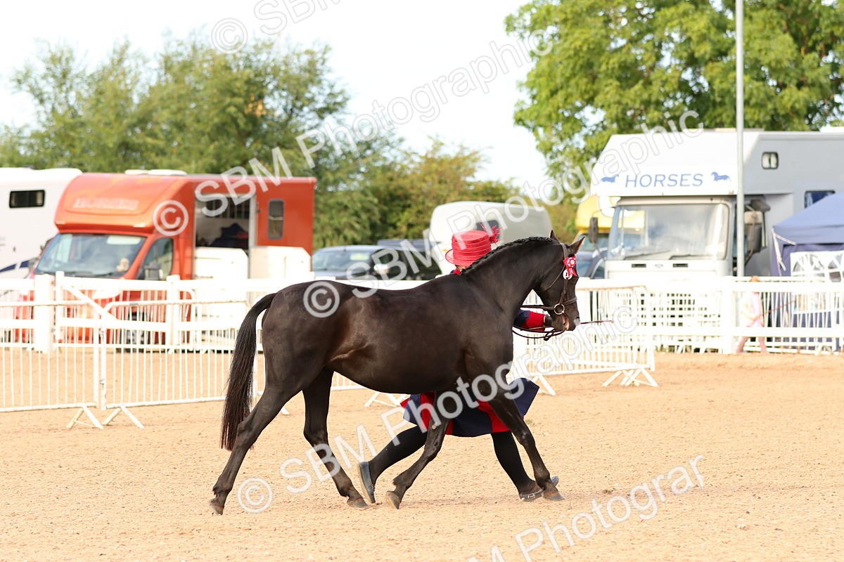SBM_16593 - Class 702 - IH Show Horse - Pony
