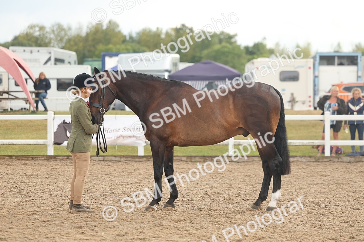 SBM_07894 - Class 28 - IH Veteran Horse