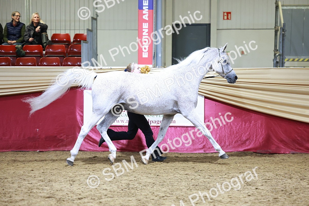 SBM_20682 - Class J - Foreign Breeds Champ