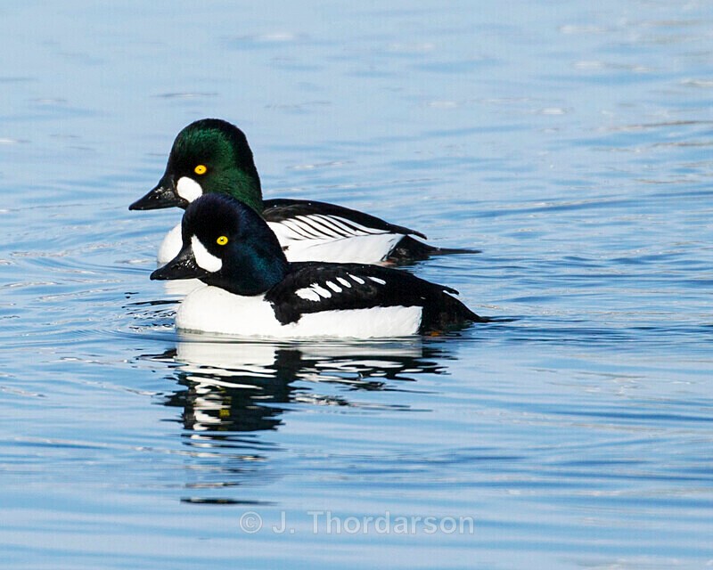  - Ducks