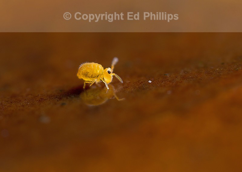 Sminthurinus aureus